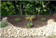 Collection of Shrubs in Rain Garden 2