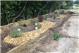 Shrubs and River Rock Being Installed
