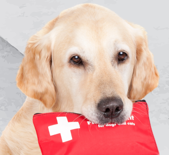 pet first aid thumbnail