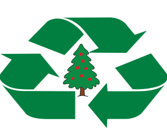 christmas tree recycle sq