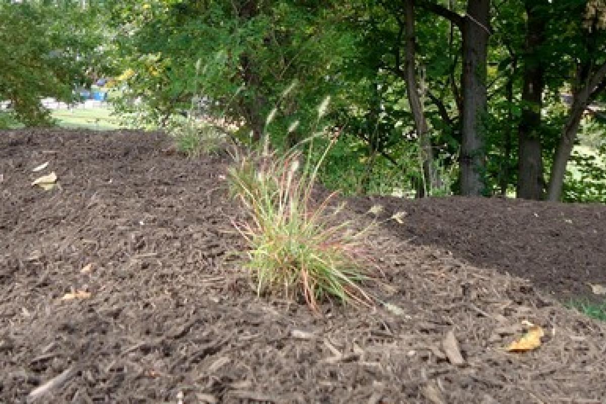 Grasses in a Rain Garden