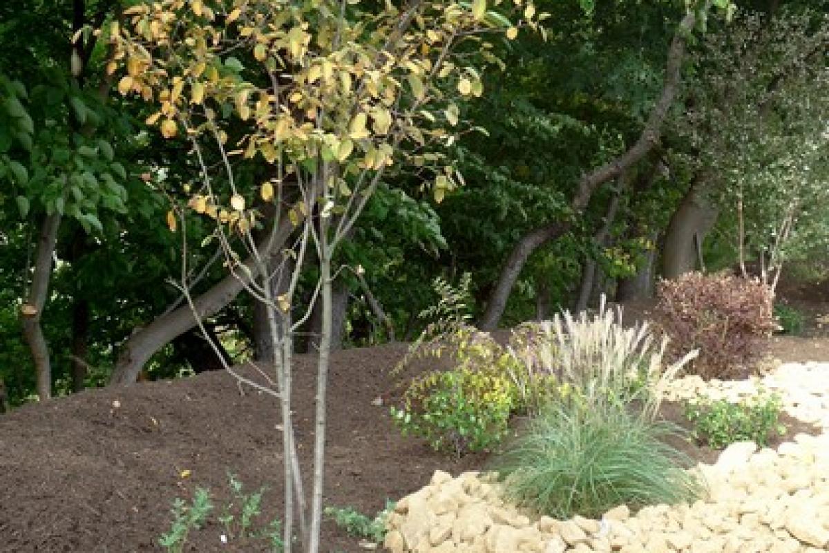 Small Tree in Rain Garden 2