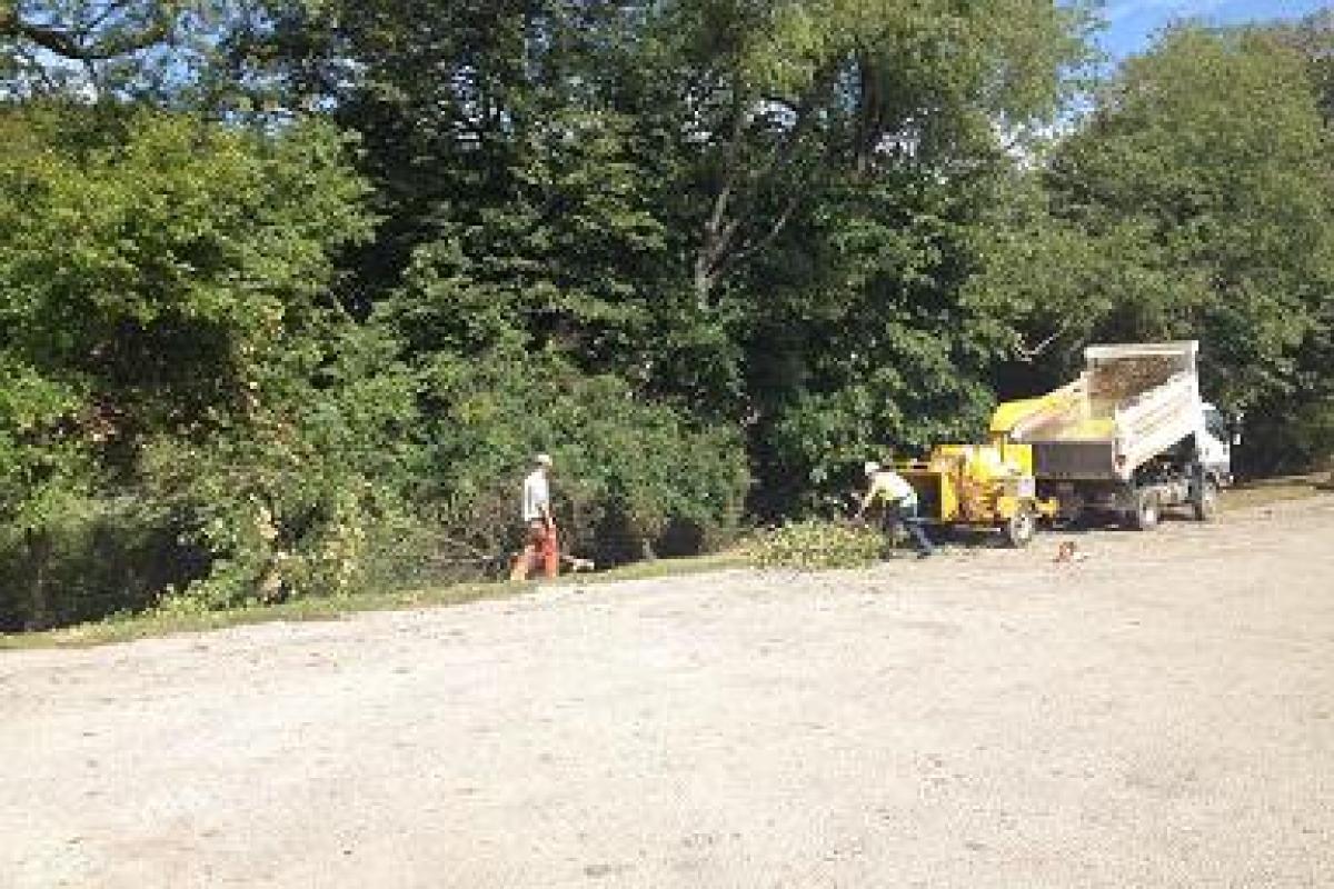 Trees Are Limbed Back